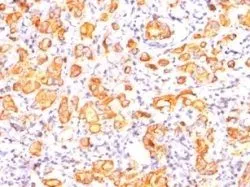 Anti-Mucin 1 / EMA / Episialin / CD227(GP1.4) - image 1