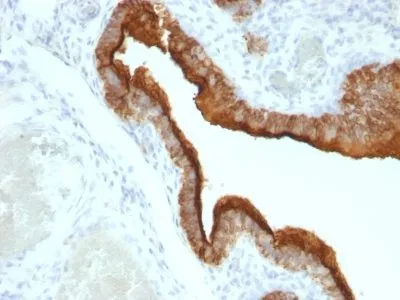Anti-Mucin 1 / EMA / Episialin / CD227(HMPV), CF568 conjugate - image 2