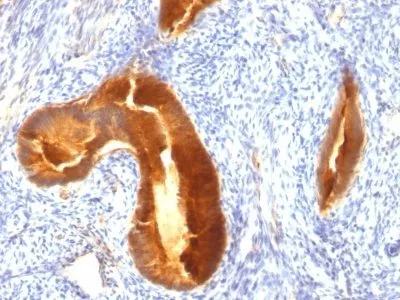 Anti-Mucin 1 / EMA / Episialin / CD227(MUC1/955), Biotin conjugate - image 3