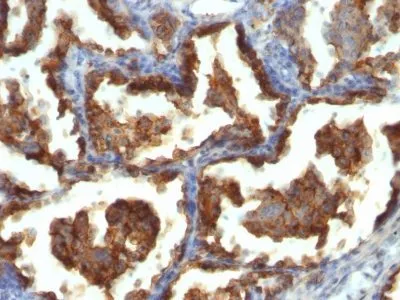 Anti-Mucin 1 / EMA / Episialin / CD227(MUC1/955), CF568 conjugate - image 1