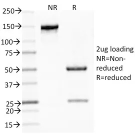 Anti-Mucin 5AC (MUC5AC)(CLH2), CF640R conjugate - image 2