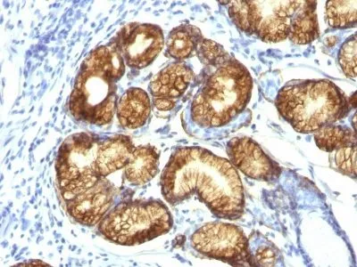 Anti-Mucin 6 (MUC6)(CLH5), CF640R conjugate - image 1