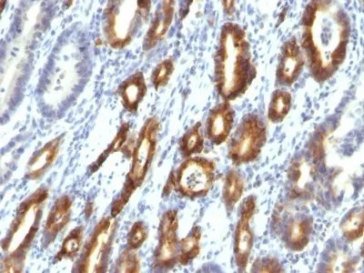 Anti-Mucin 6 (MUC6)(MUC6/916), Biotin conjugate - image 1