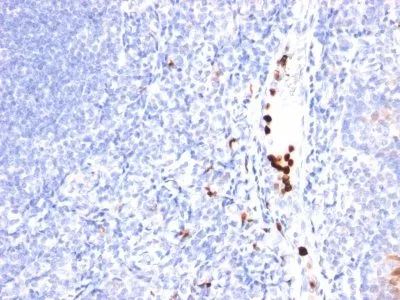 Anti-Myeloid-Associated Differentiation Marker(MYADM/971) - image 1
