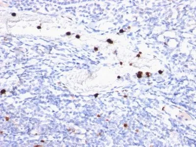 Anti-Myeloid-Associated Differentiation Marker(MYADM/972), CF640R conjugate - image 1