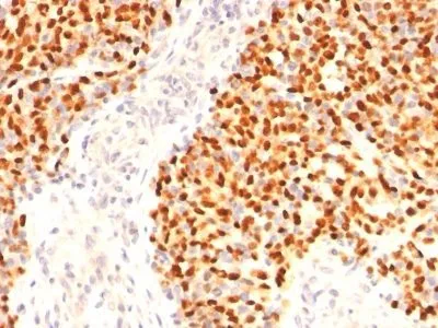 Anti-Myogenin(F5D), Biotin conjugate - image 1