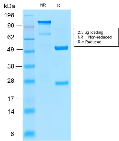 Anti-CD52 (Epididymis-Specific Protein 5) (CD52/2276R), CF740 conjugate - image 2