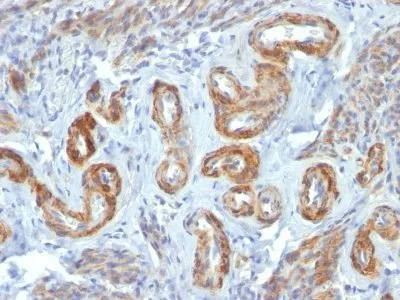 Anti-Myosin, Smooth Muscle Heavy Chain(ID8), Biotin conjugate - image 2