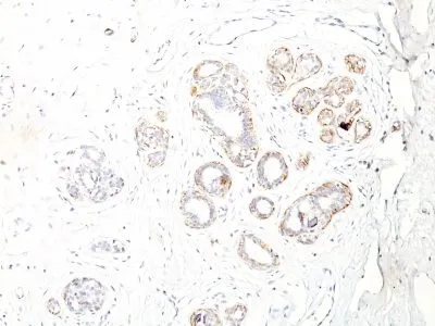 Anti-Myosin, Smooth Muscle Heavy Chain(ID8), CF405S conjugate - image 1