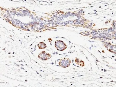 Anti-Myosin, Smooth Muscle Heavy Chain(MYH11/923) - image 1