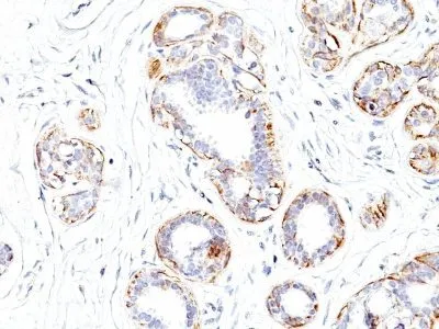 Anti-Myosin, Smooth Muscle Heavy Chain(SMMS-1) - image 1