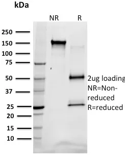 Anti-SREBP1(SREBP1/1578), CF740 conjugate - image 1