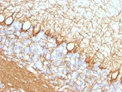 Anti-Neurofilament (NF-H)(NF421) - image 2