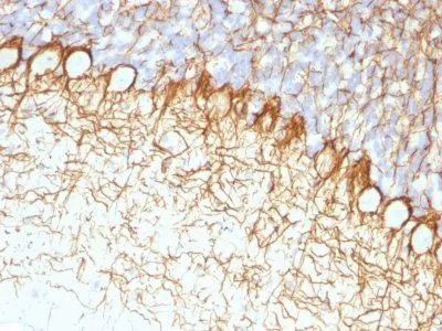 Anti-Neurofilament (NF-H)(RT-97), CF640R conjugate - image 2