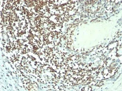 Anti-Nucleolin(364-5 + NCL/902), CF640R conjugate - image 4