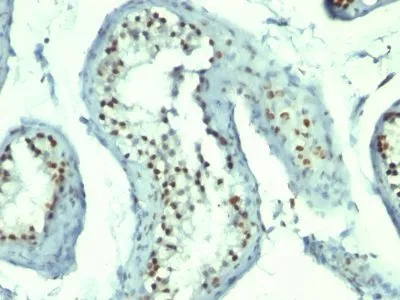 Anti-Nucleolin(364-5 + NCL/902), CF640R conjugate - image 2