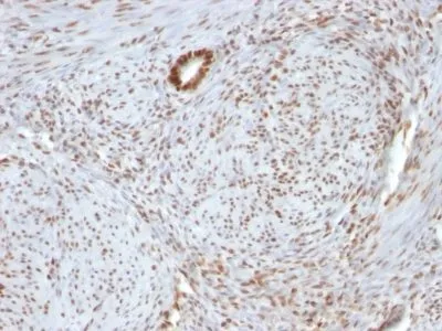 Anti-Nucleolin(364-5 + NCL/902), CF640R conjugate - image 3