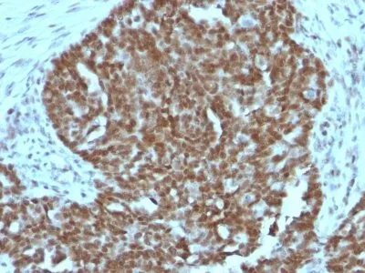 Anti-Nucleolin(364-5 + NCL/902), CF640R conjugate - image 5
