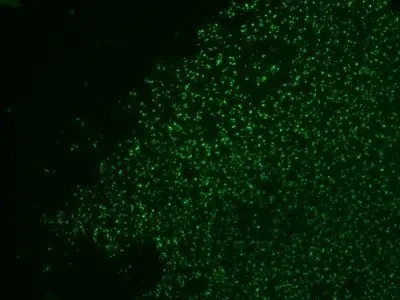 Anti-Nucleolin(364-5 + NCL/902), CF640R conjugate - image 6