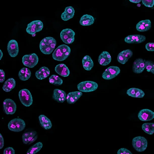 Anti-Nucleolin(364-5 + NCL/902), CF640R conjugate - image 1