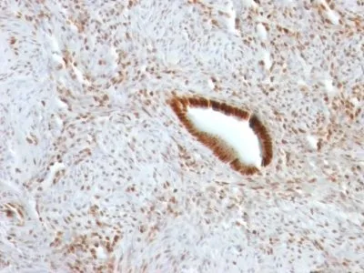 Anti-Nucleolin(NCL/902) - image 3