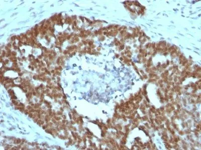 Anti-Nucleolin(NCL/902), CF568 conjugate - image 5