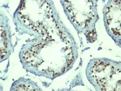 Anti-Nucleolin(NCL/902), CF640R conjugate - image 6