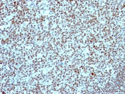 Anti-Nucleolin(NCL/902), CF647 conjugate - image 2