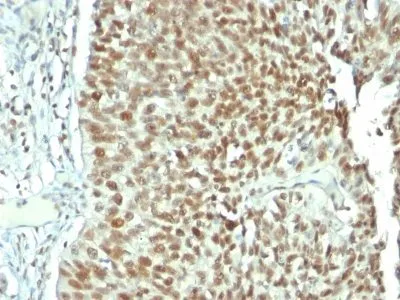 Anti-Nucleolin(NCL/902), CF647 conjugate - image 4