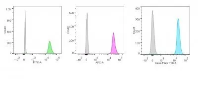 Anti-Nucleolin(NCL/902), CF647 conjugate - image 7