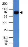 Anti-Nucleolin(NCL/902), CF647 conjugate - image 8