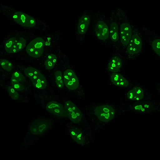 Anti-Nucleolin(NCL/902), CF647 conjugate - image 1