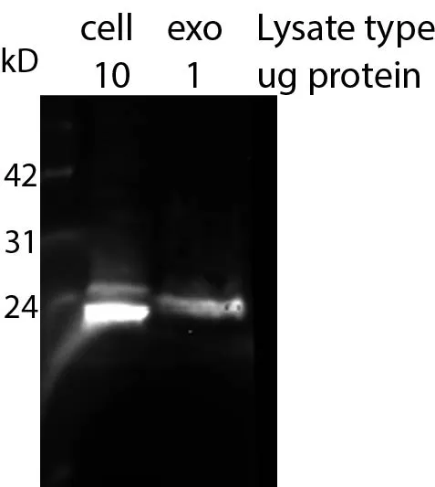 Anti-CD9 Recombinant Monoclonal Mouse Antibody (2310.9), R-PE Conjugate - image 3