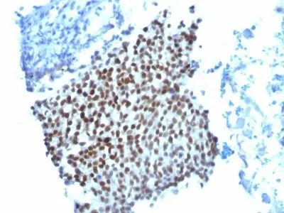 Anti-p21 / WAF1(WA-1), CF647 conjugate - image 1