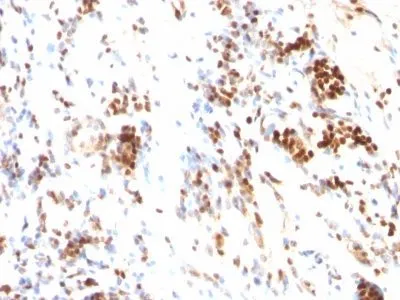 Anti-p27 / KIP1(DCS-72.F6), CF640R conjugate - image 2