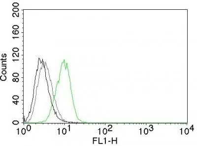Anti-p27 / KIP1(DCS-72.F6), CF640R conjugate - image 3