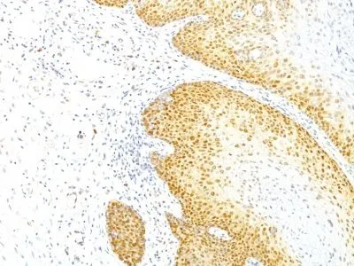 Anti-p27 / KIP1(KIP1/769), CF488A conjugate - image 3