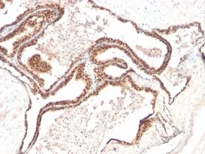 Anti-p27 / KIP1(KIP1/769), CF640R conjugate - image 2