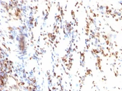 Anti-p27 / KIP1(KIP1/769), CF640R conjugate - image 1
