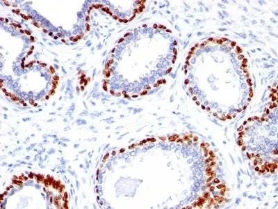 Anti-p40(Rabbit PAb), CF640R conjugate - image 1