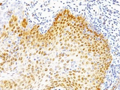 Anti-p53(BP53-12 + DO-7), CF568 conjugate - image 1