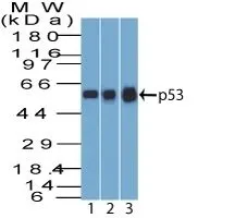 Anti-p53(BP53-12), Biotin conjugate - image 2