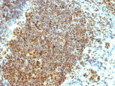Anti-PCNA(PCNA/694), CF488A conjugate - image 2