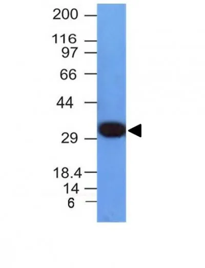 Anti-PCNA(PCNA/694), CF568 conjugate - image 1