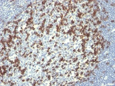 Anti-PD1 / PDCD1 / CD279(PDCD1/922), CF405S conjugate - image 3