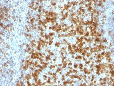 Anti-PD1 / PDCD1 / CD279(PDCD1/922), CF405S conjugate - image 4