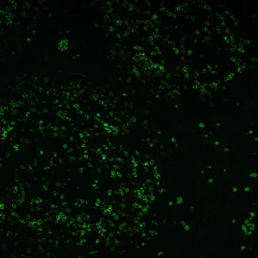 Anti-PD1 / PDCD1 / CD279(PDCD1/922), CF405S conjugate - image 1