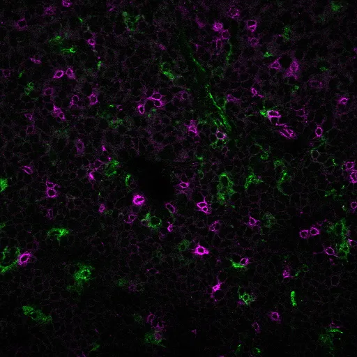 Anti-PD1 / PDCD1 / CD279(PDCD1/922), CF555 conjugate - image 2