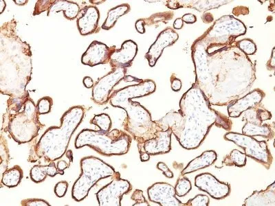 Anti-PLAP (Placental Alkaline Phosphatase)(GM022) - image 1