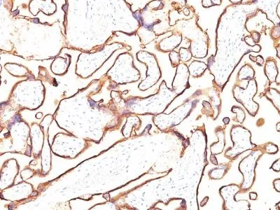 Anti-PLAP (Placental Alkaline Phosphatase)(PL8-F6), CF647 conjugate - image 1